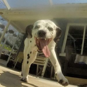 Meet your Posher, Michael